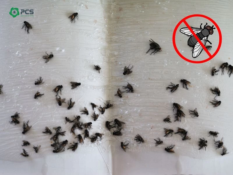 Cách diệt ruồi giấm